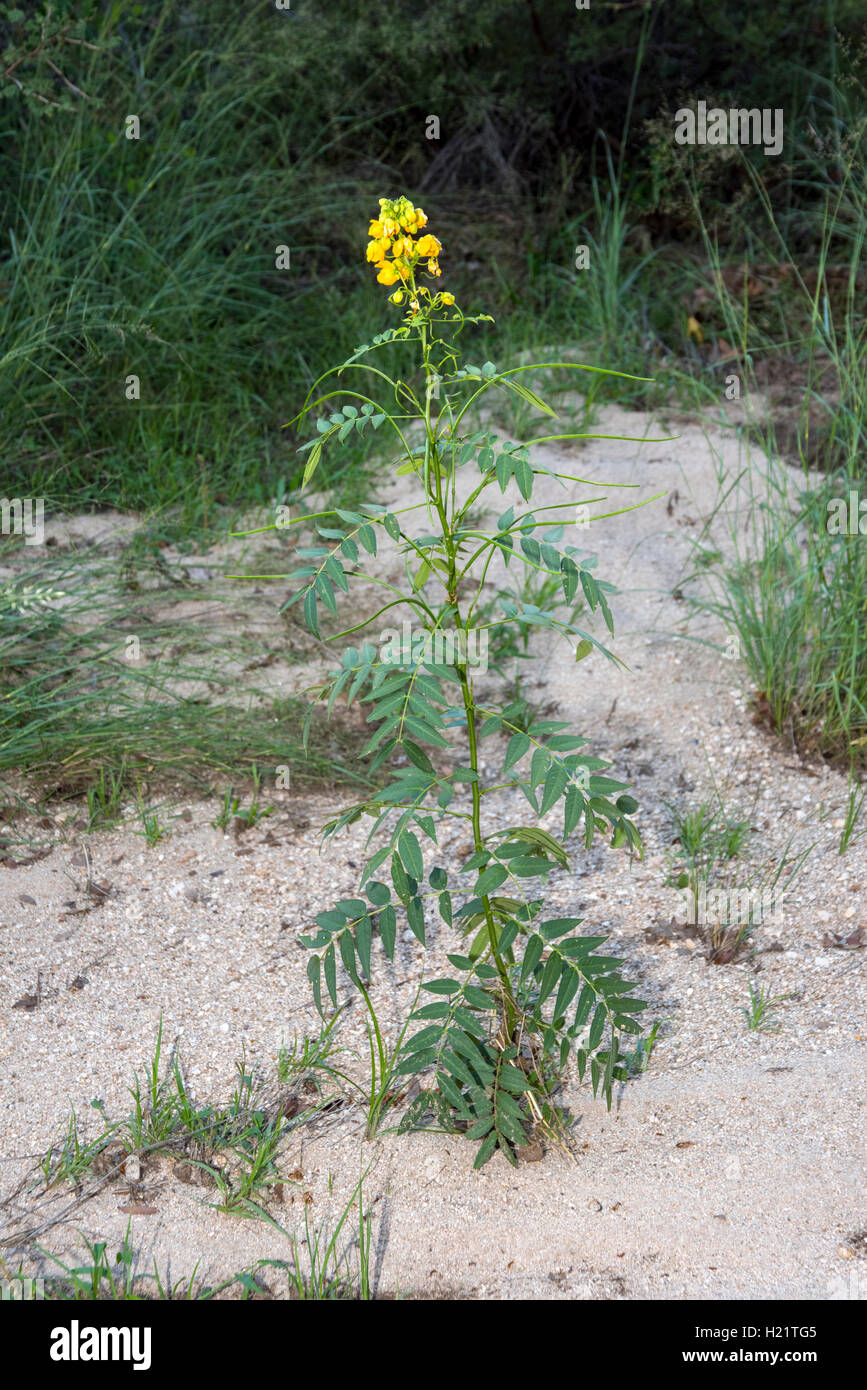 Long-pod Senna Senna hirsuta montañas Rincon, el Condado de Pima, Arizona, Estados Unidos de América el 13 de septiembre, flores, plantas y largo Foto de stock