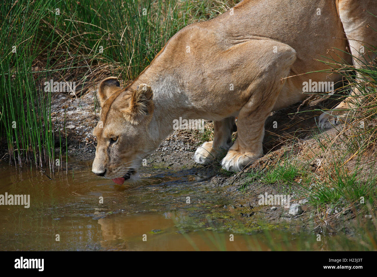 León beber, león africano (Panthera leo), hembra, Parque Nacional del Serengeti, Patrimonio Mundial de la UNESCO, Tanzania Foto de stock