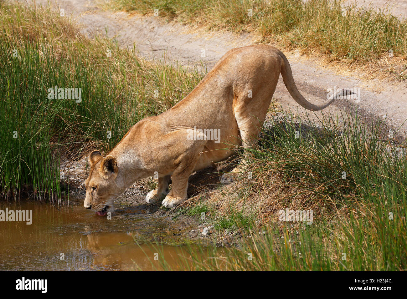 León beber, león africano (Panthera leo), hembra, Parque Nacional del Serengeti, Patrimonio Mundial de la UNESCO, Tanzania Foto de stock