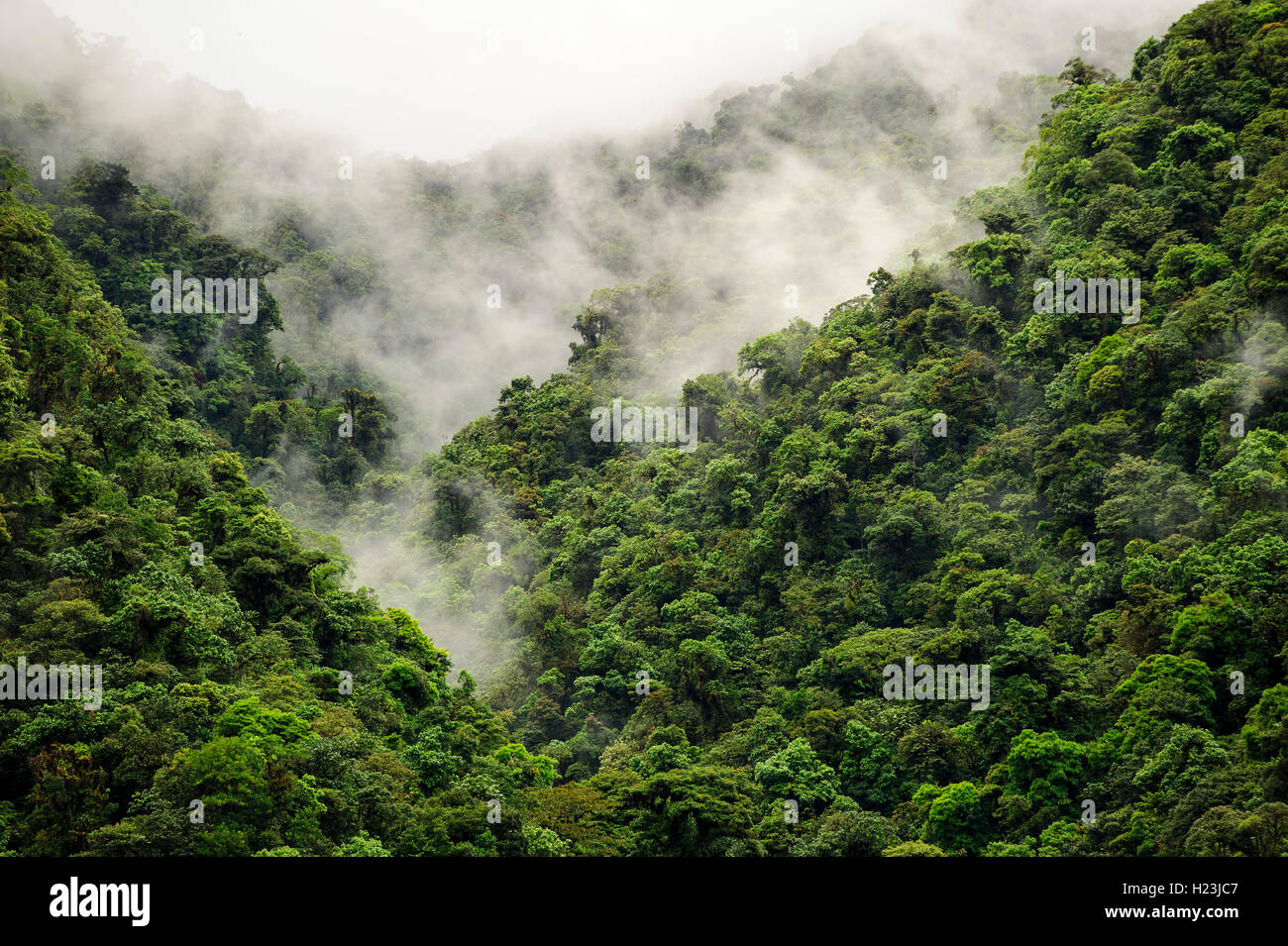 Espesa selva, niebla, el bosque nublado del Parque Nacional Braulio Carrillo, Costa Rica Foto de stock