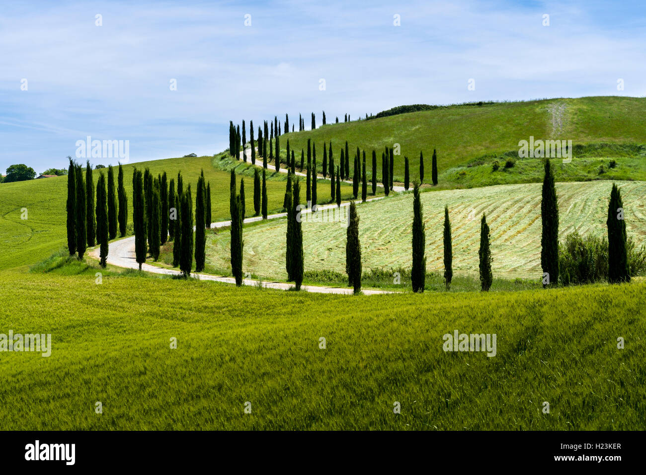 Verde típico paisaje toscano en Val d'Orcia, con un camino sinuoso, campos, cipreses y cielo azul, Trequanda, Toscana, Italia Foto de stock