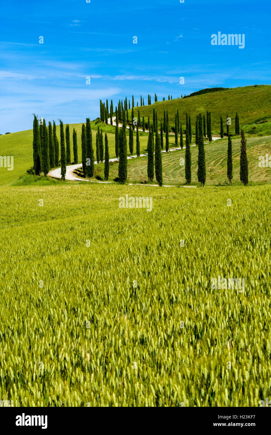 Verde típico paisaje toscano en Val d'Orcia, con un camino sinuoso, campos, cipreses y cielo azul, Trequanda, Toscana, Italia Foto de stock