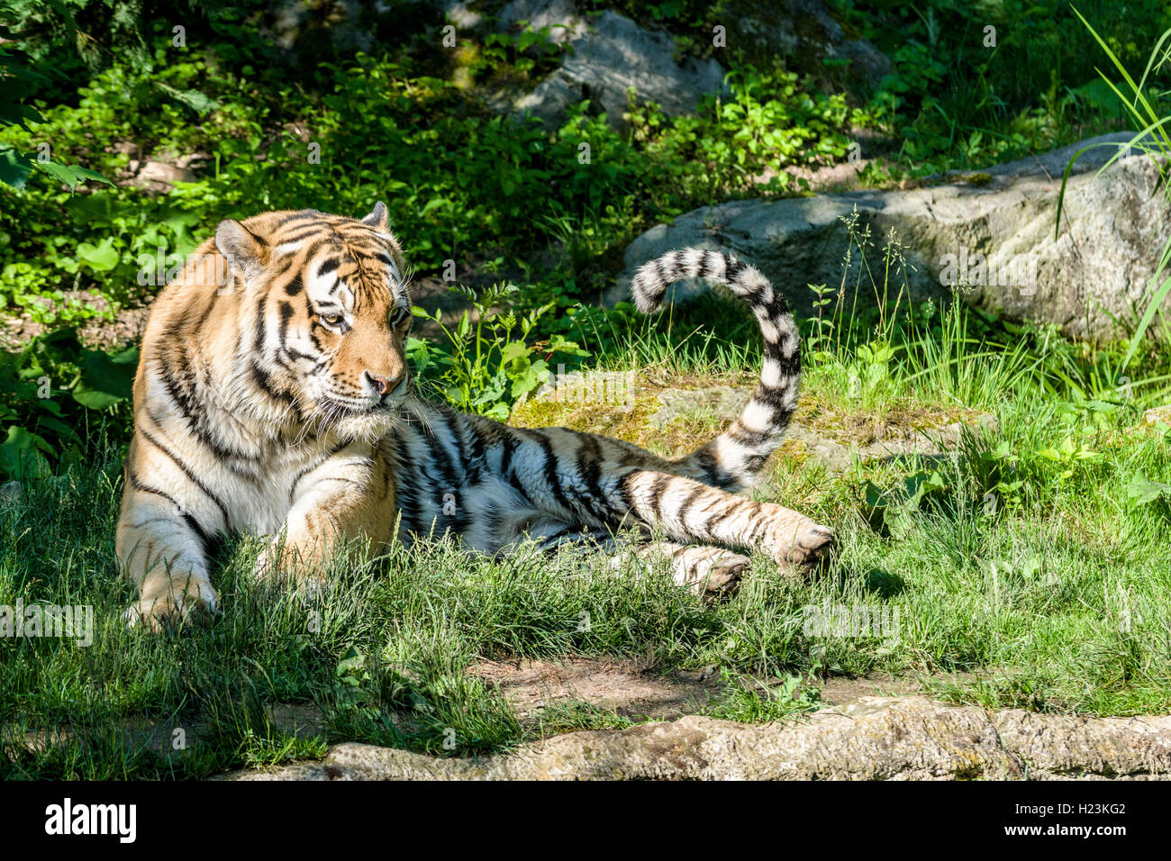 Tigre de Amur (Panthera tigris altaica), tumbado en el suelo, cautiva, Leipzig, Sajonia, Alemania Foto de stock