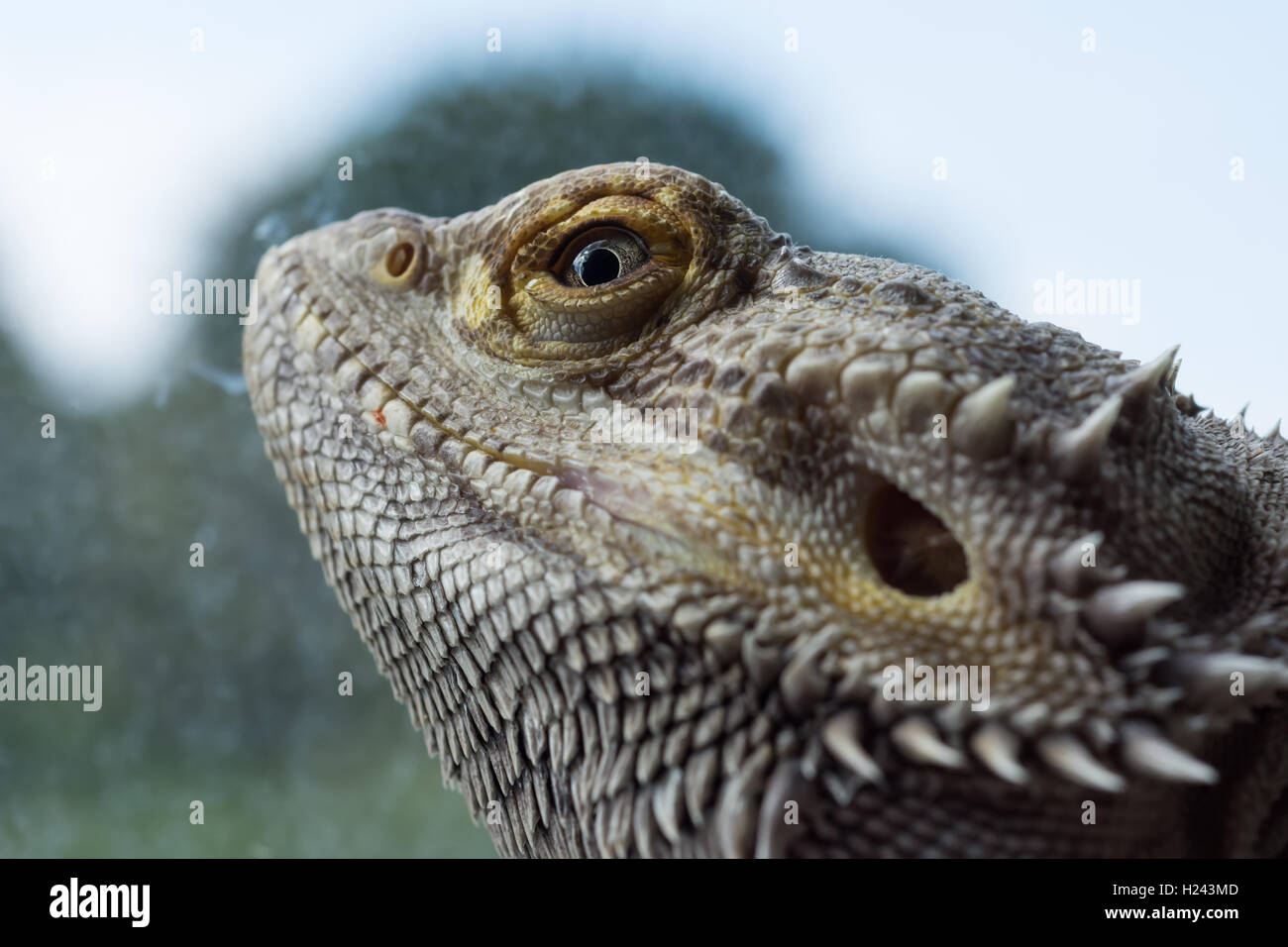 Dragón barbudo macho Foto de stock