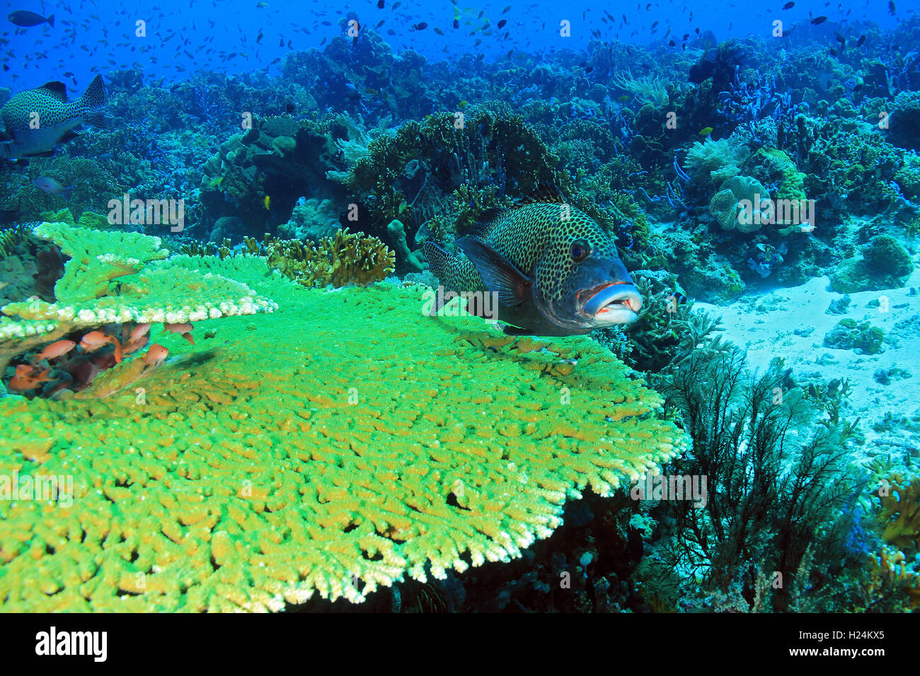 El prístino y coloridos arrecifes de coral de Indonesia, Komodo Foto de stock