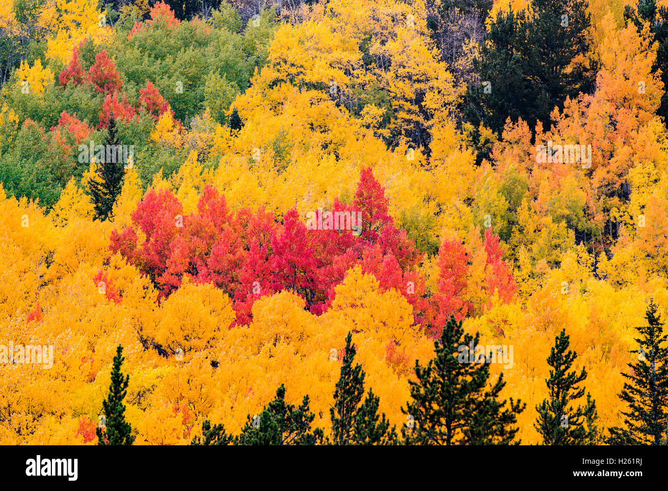 El follaje de otoño cerca de Monarch Pass; el centro de Colorado, EE.UU. Foto de stock