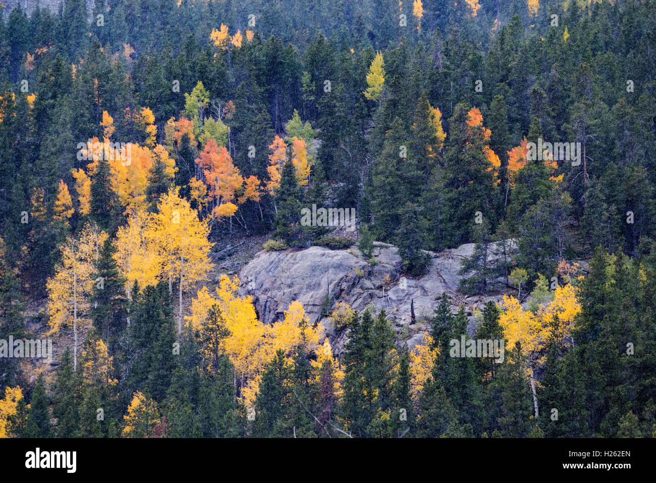 El follaje de otoño en la tormenta de nieve cerca de Monarch Pass; el centro de Colorado, EE.UU. Foto de stock