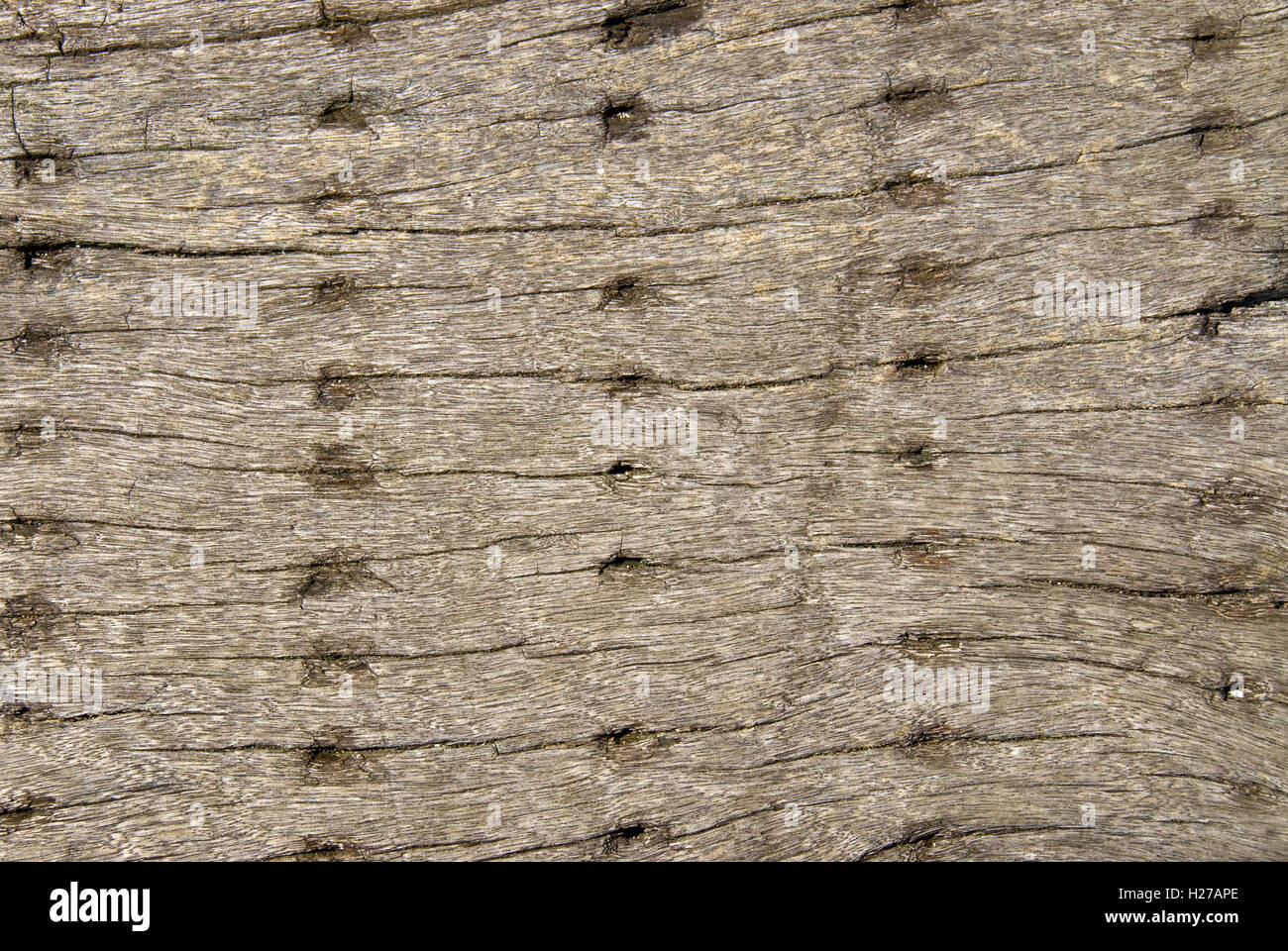 serie de agujeros en madera vieja Foto de stock