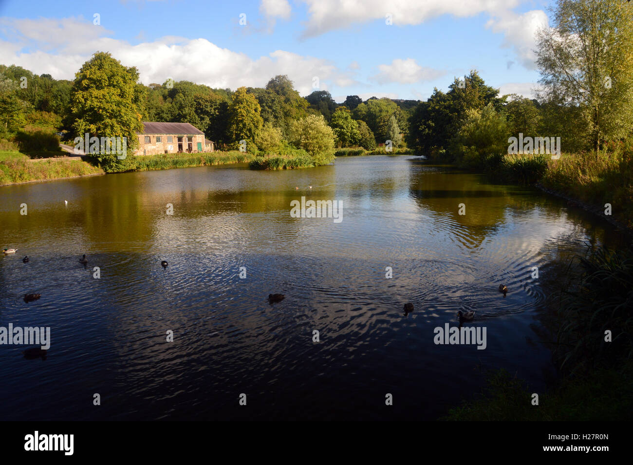 Duckpond en el grove fotografías e imágenes de alta resolución Alamy