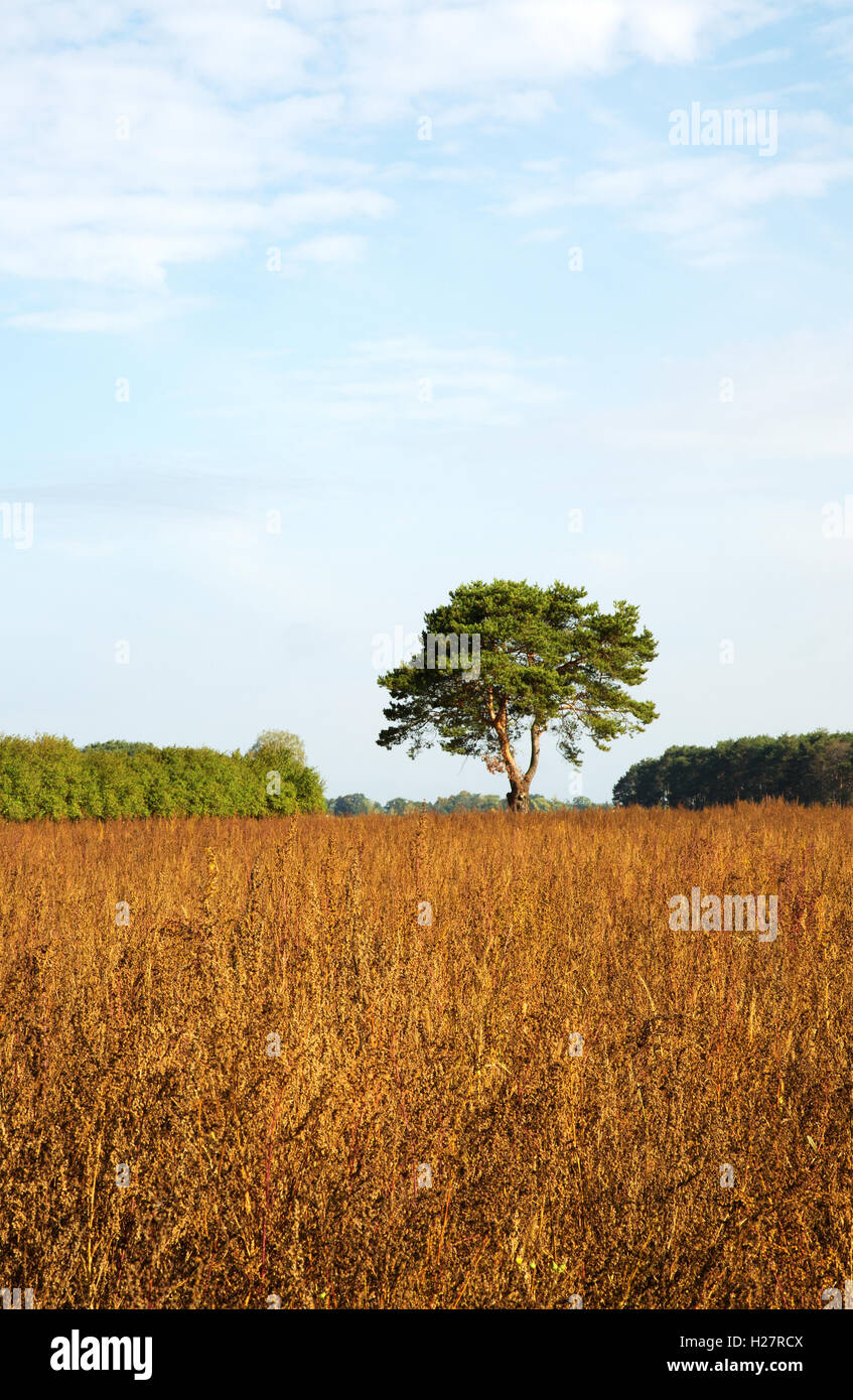 Solitario, pino enano en el prado en otoño, bajo un cielo azul con nubes blancas.Polonia en septiembre. Ver Hertical. Foto de stock