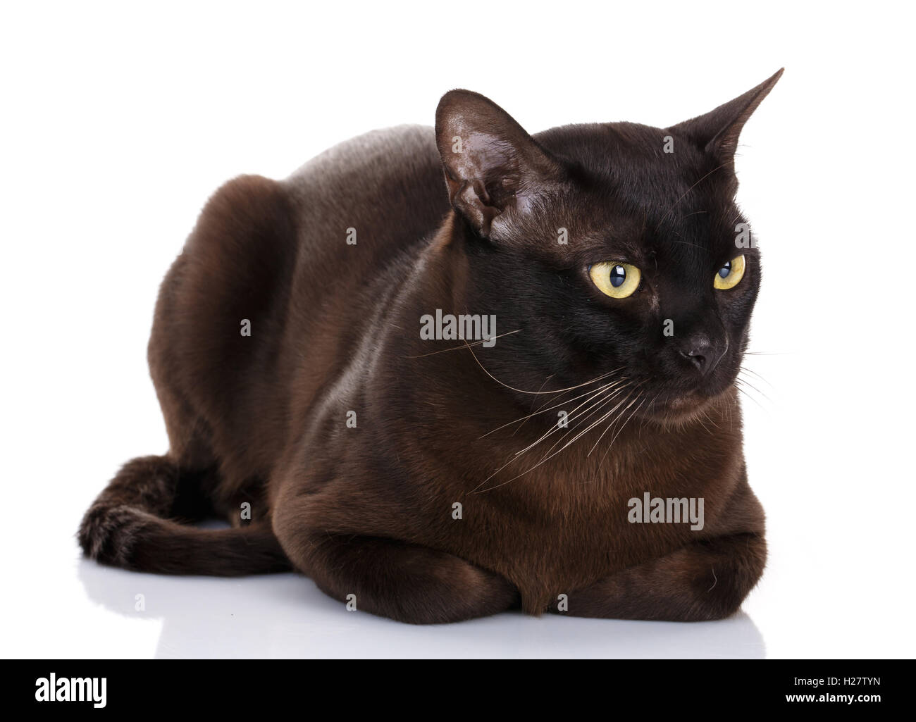 Gato birmano negro Foto de stock