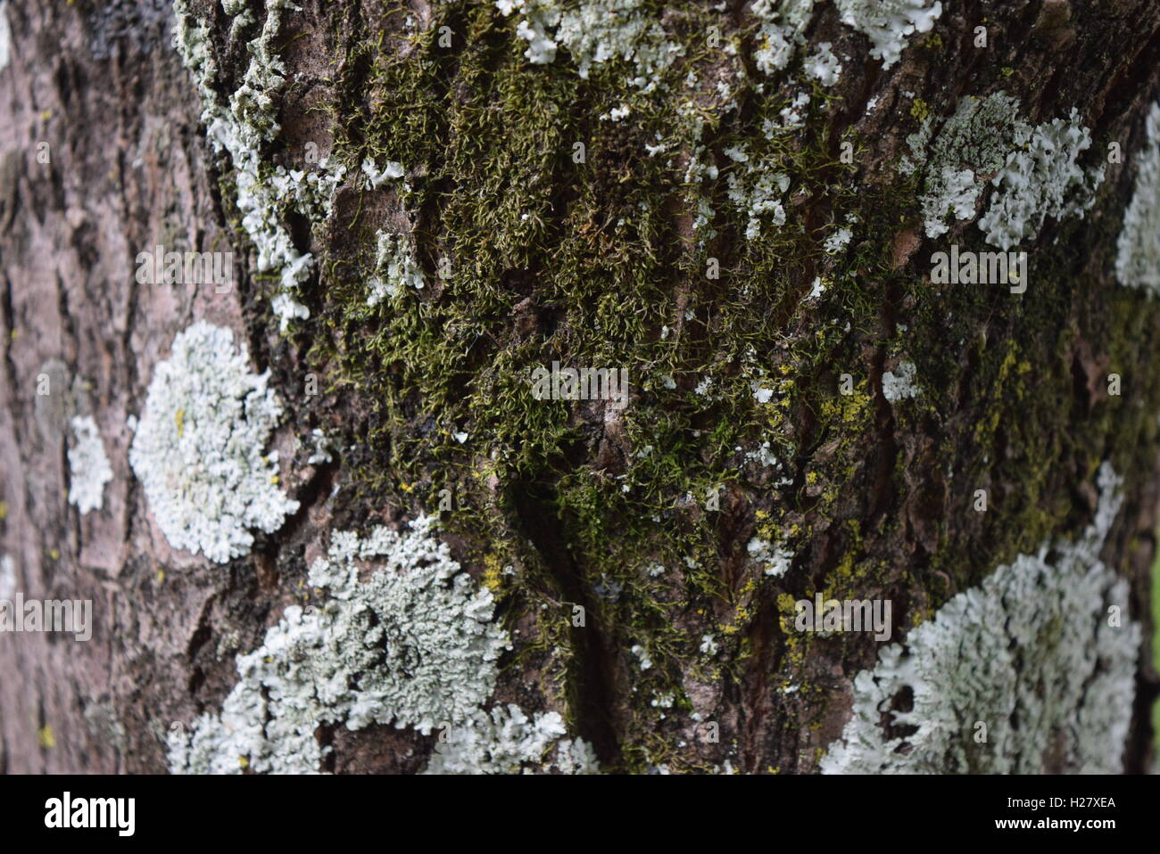 Corteza rugoso con moss sobre árboles viejos, Finca Filadelfia, Antigua Guatemala, Guatemala Foto de stock