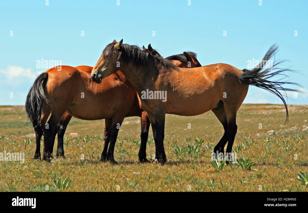 Una banda de viento caballos salvajes en la montaña Pryor rango de caballo salvaje Wild en Wyoming, Montana, EE.UU. Foto de stock