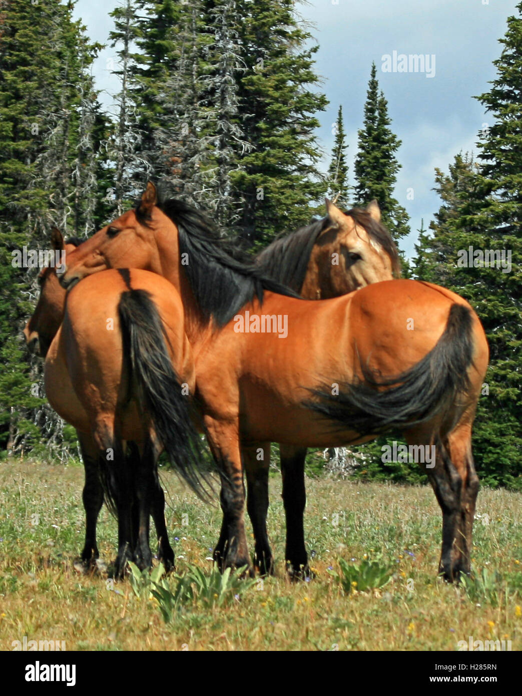 Una banda de caballos salvajes en la montaña Pryor rango de caballo salvaje Wild en Wyoming, Montana, EE.UU. Foto de stock