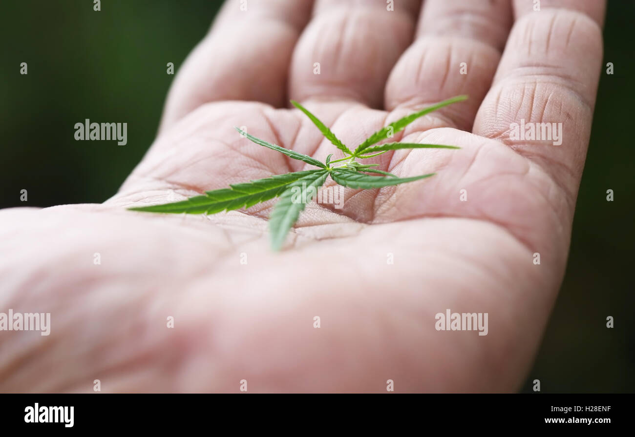 Las hojas de cannabis en la palma de un hombre Foto de stock