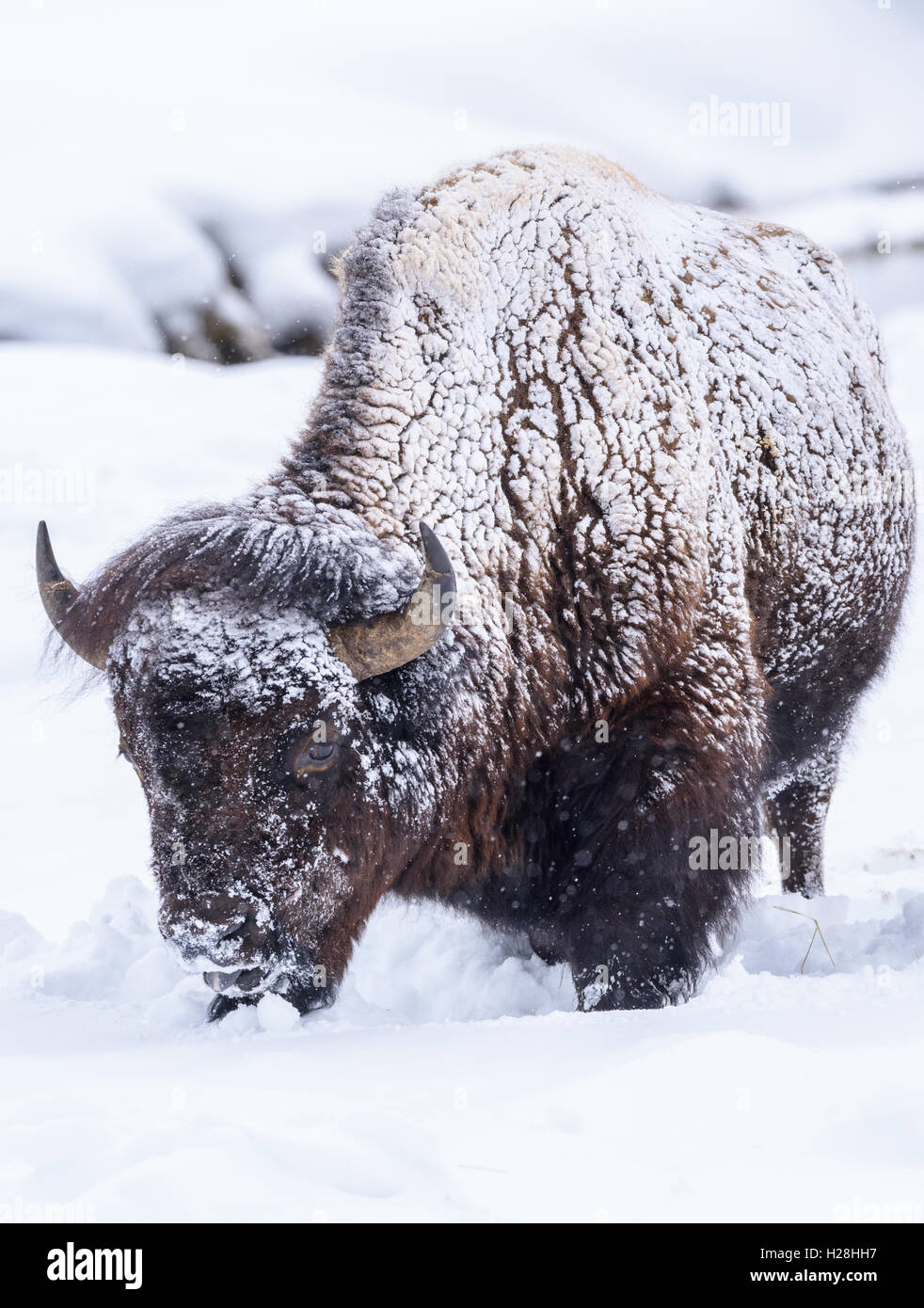 Bisonte en nieve profunda, el Parque Nacional Yellowstone, Wyoming Foto de stock