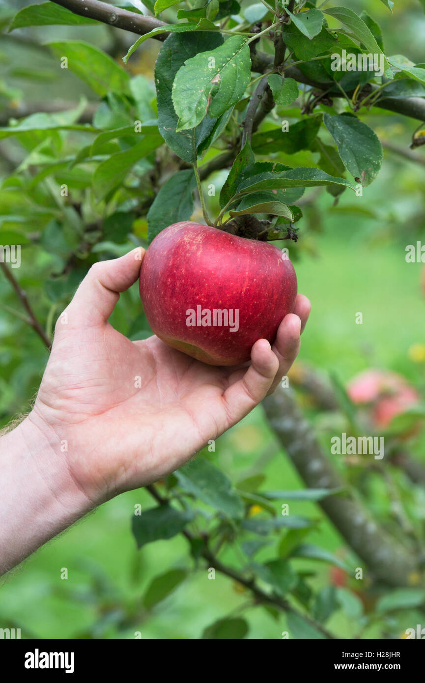 Malus domestica. Jardinero picking Apple 'Charles Ross' del árbol. Foto de stock