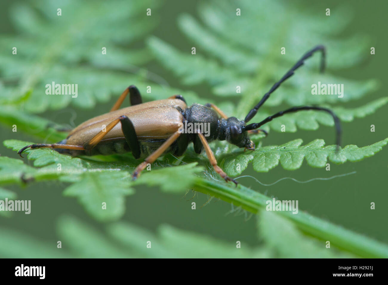Rojo-marrón Longhorn Beetle (Stictoleptura rubra), macho, Emsland, Baja Sajonia, Alemania Foto de stock