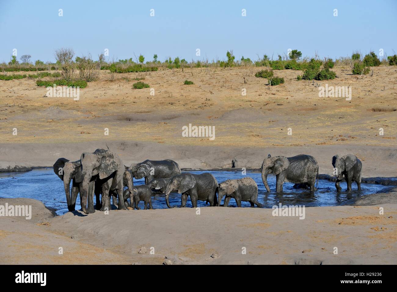 Bush elefantes africanos (Loxodonta africana), el rebaño al abrevadero Somalisa, el Parque Nacional de Hwange, Matabeleland Norte, Zimbabwe Foto de stock