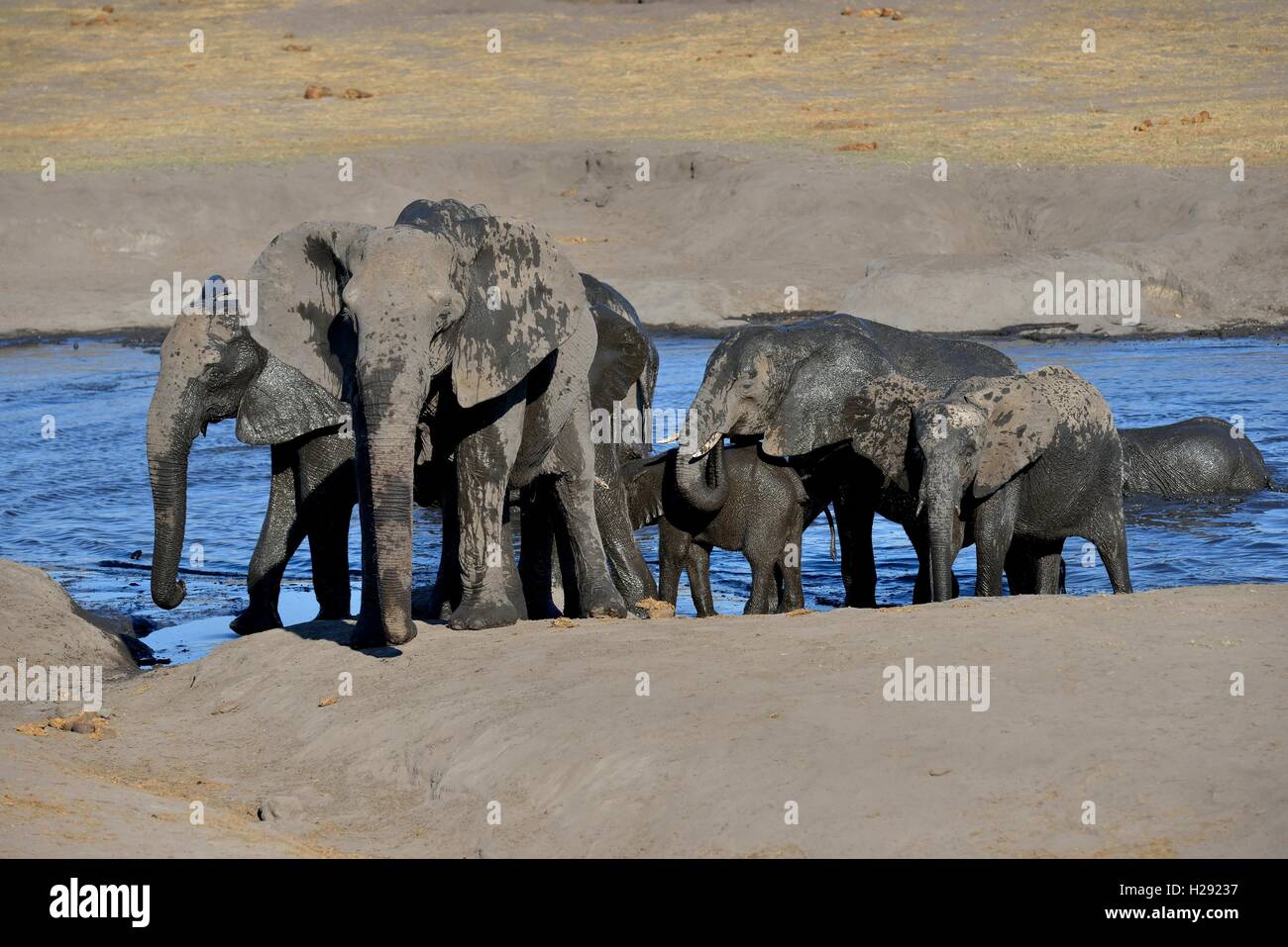 Bush elefantes africanos (Loxodonta africana), pequeño rebaño después de bañarse en Somalisa waterhole, el Parque Nacional de Hwange Foto de stock
