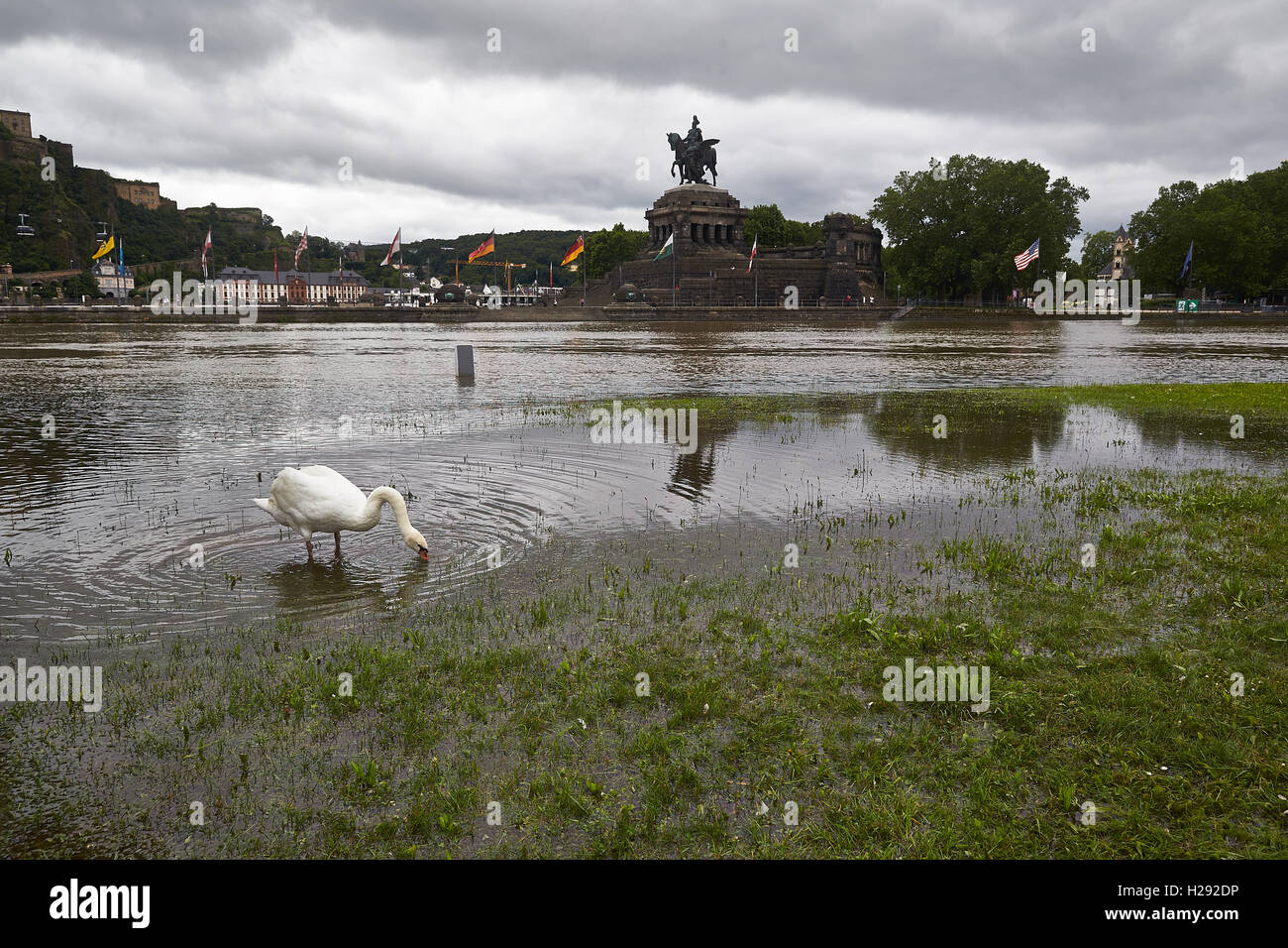 Swan en pradera inundada permanente, exceso de agua en el Deutsches Eck o Rincón Alemán, Koblenz, Renania-Palatinado, Alemania Foto de stock
