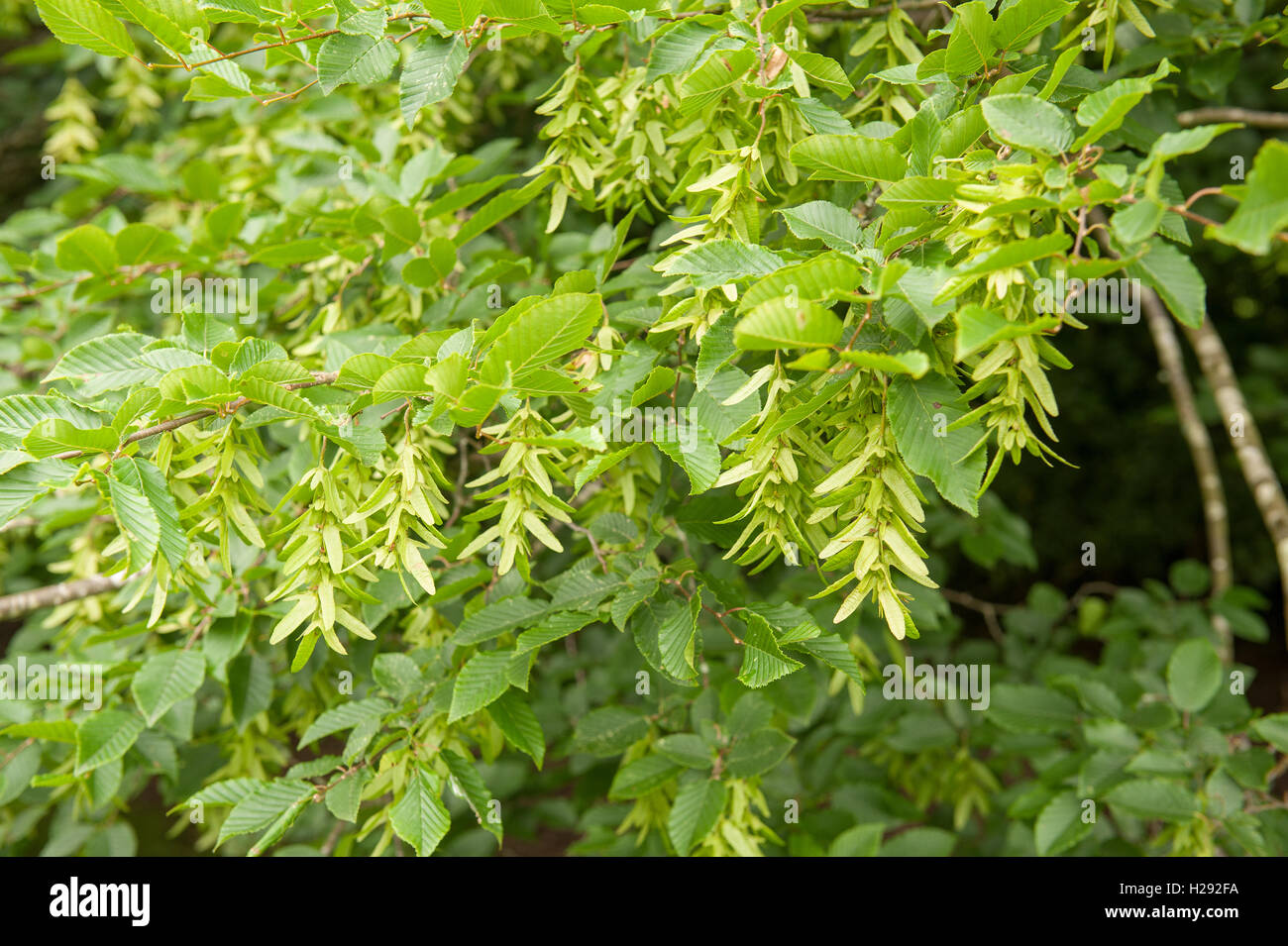 Carpe un árbol nativo de frondosas caducifolias en el sur de la españa verde frutos alados samaras Foto de stock