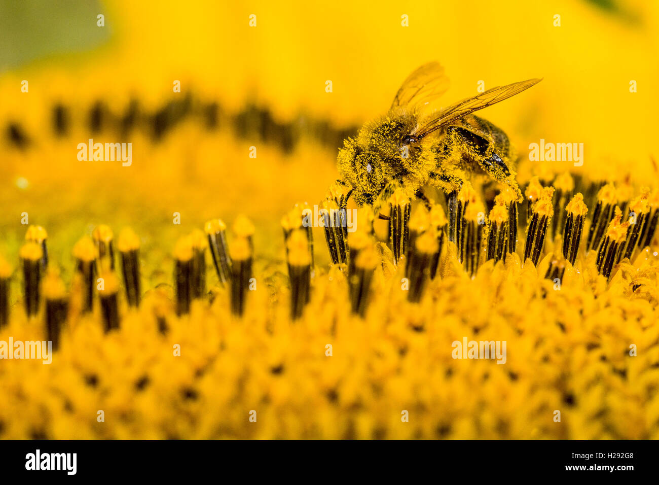 Carniolan de abejas (Apis mellifera Carnica) está recogiendo néctar en un común de girasol (Helianthus annuus) Flor, Sajonia Foto de stock