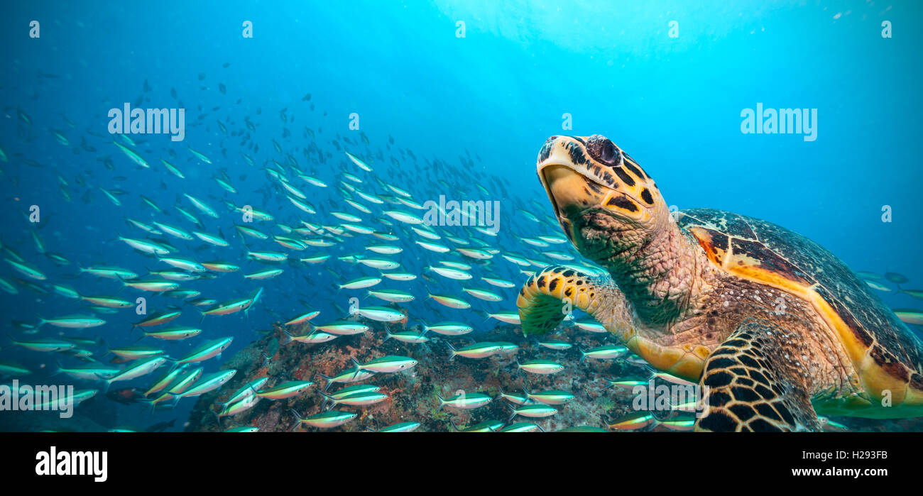 Tortugas Carey que fluye en el Océano Índico Foto de stock