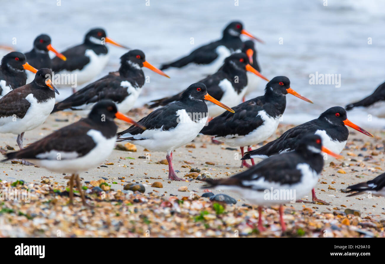 Ostreros (Haematopus ostralegus). Bandada de aves ostrero de pie en una playa del mar todos en busca de la misma manera, en West Sussex, Reino Unido. Foto de stock