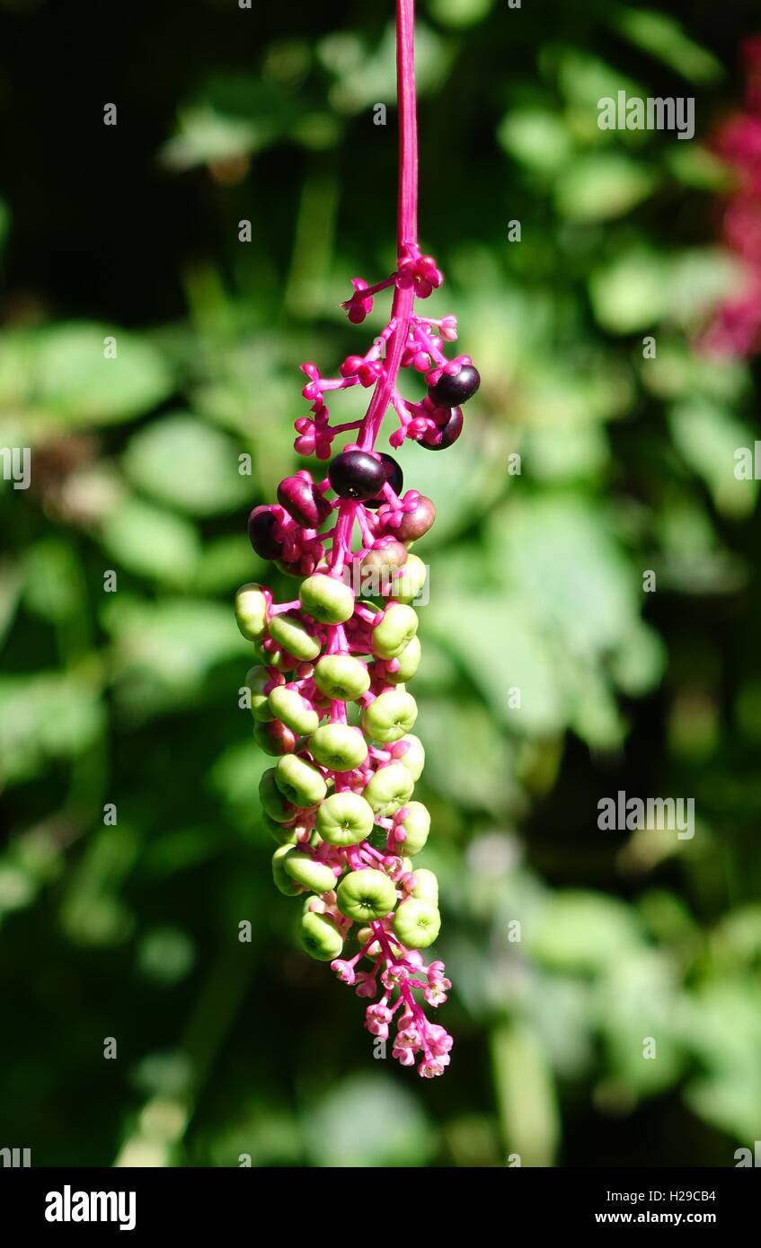 American hierba carmín (Phytolacca americana) berriesm una hierba medicinal con propiedades emético y purgante Foto de stock