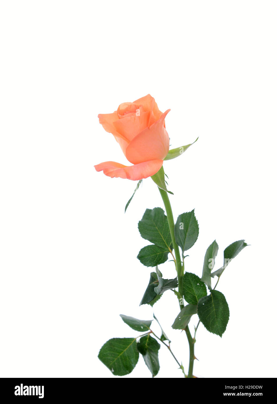 Rosas color durazno sobre un fondo blanco Fotografía de stock - Alamy