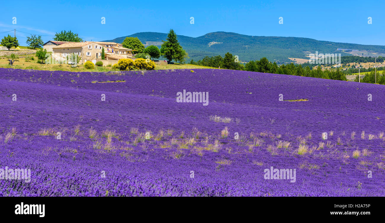 Campo lila, La Provence, sur de Francia, verano, flor, perfume, olor, púrpura Foto de stock