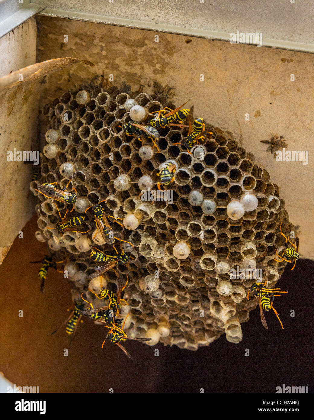 Un nido de avispas en un calentador de agua caliente fuera del armario en  una casa móvil que ha sido rociado con insecticida Fotografía de stock -  Alamy