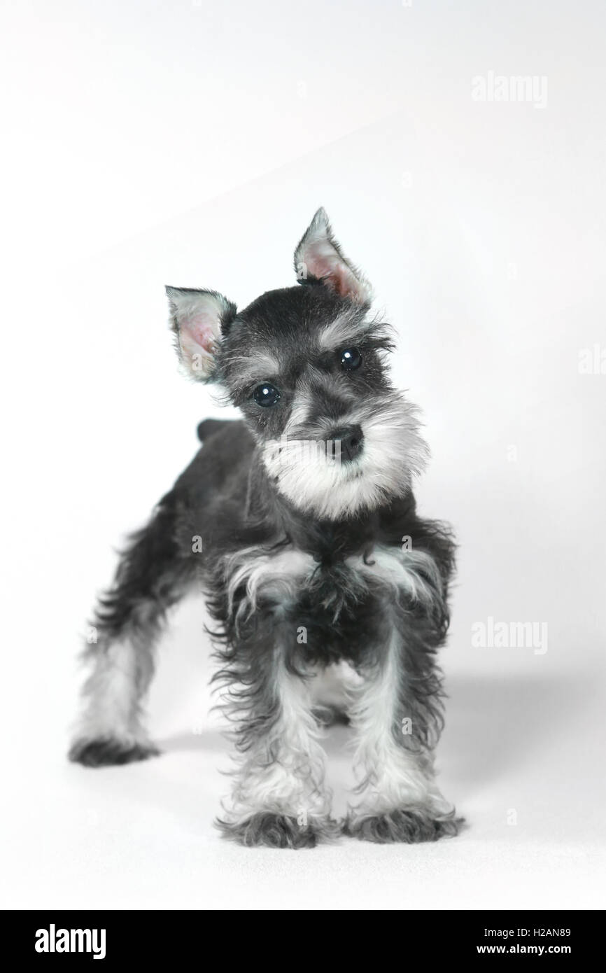 Bebe Lindo Perrito Schnauzer Miniatura En Blanco Fotografia De Stock Alamy
