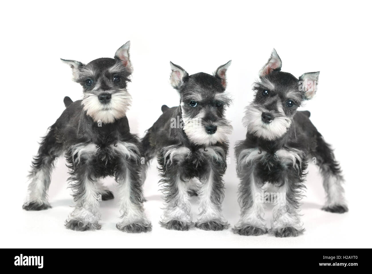 Bebe Lindo Perrito Schnauzer Miniatura En Blanco Fotografia De Stock Alamy