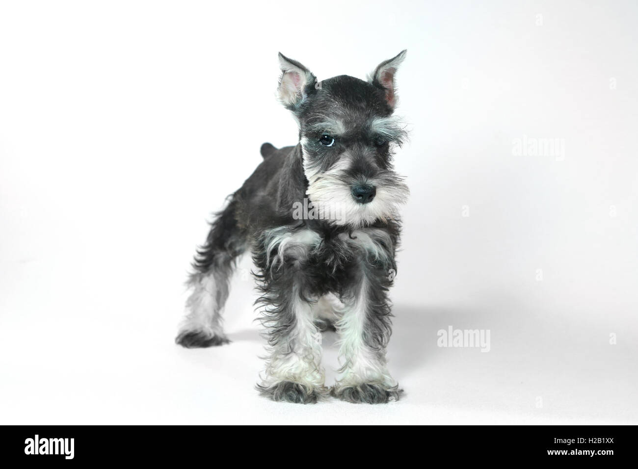 Bebe Lindo Perrito Schnauzer Miniatura En Blanco Fotografia De Stock Alamy