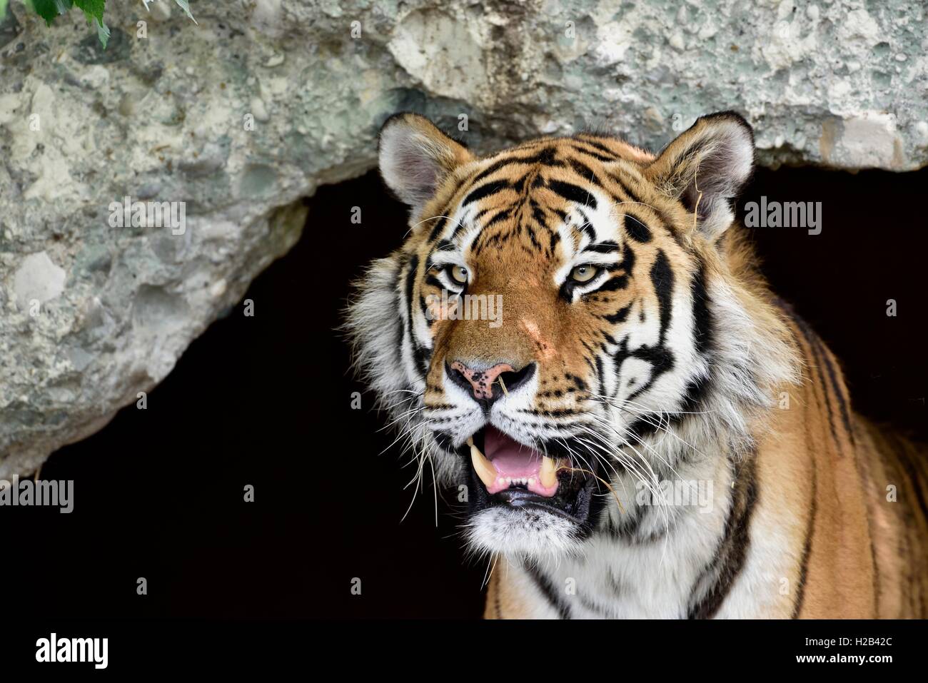 Amur o siberiano tigre (Panthera tigris altaica), retrato, cautiva, Munich, Baviera, Alemania Foto de stock