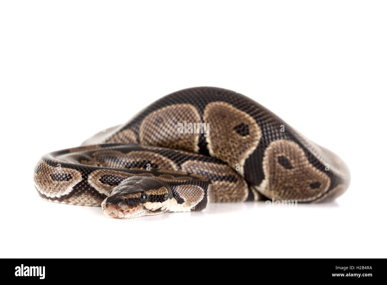 Hermosa python aislado en un fondo blanco. Foto de stock