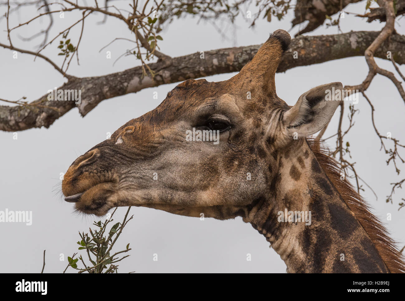 Retrato de una vieja jirafa macho Foto de stock