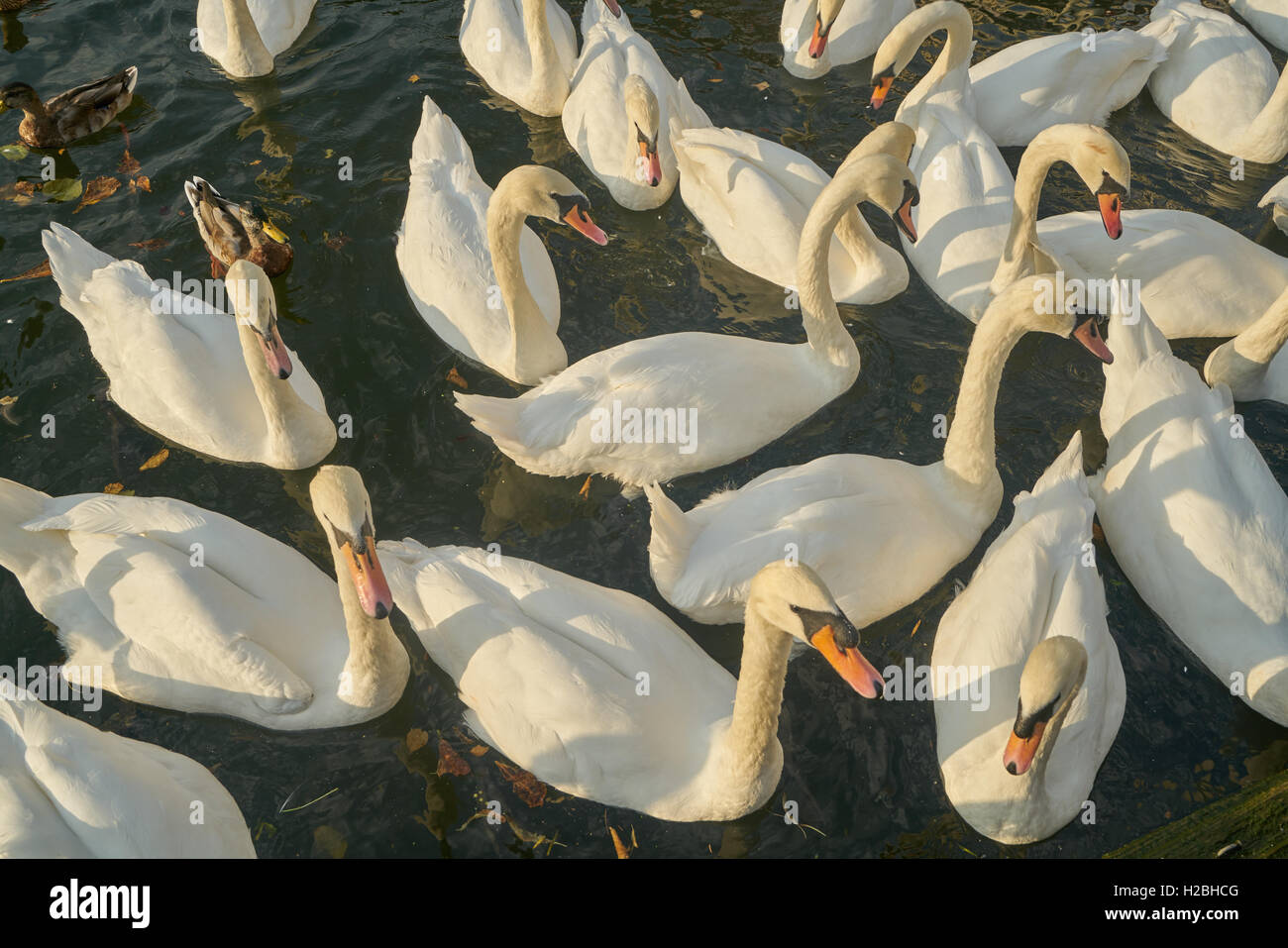 Cisnes en el río Támesis, Windsor Foto de stock