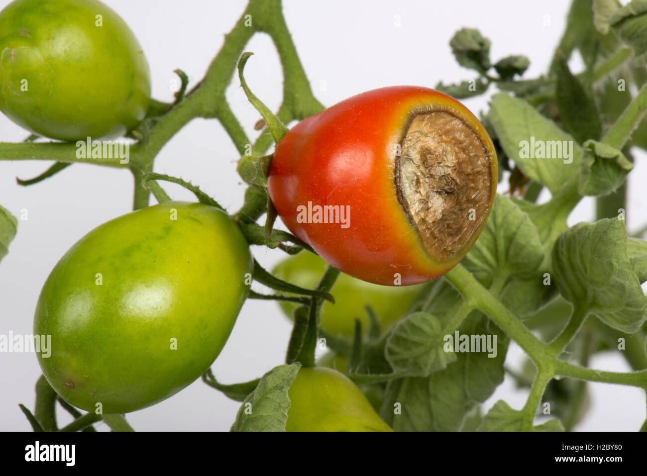 Blossom end rot, síntomas de deficiencia de calcio en un fruto de tomate cultivadas en el invernadero Foto de stock