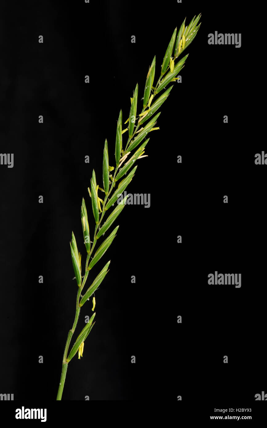 Couch grass, Elymus repens, pico de floración de malezas agrícolas importantes Fotografía de