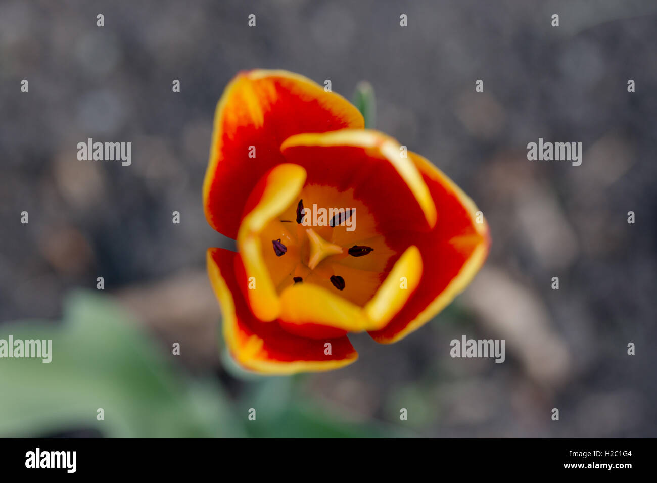Tulip's flores grandes suelen florecer sobre astiles con hojas en una roseta al nivel del suelo y un solo pedúnculo floral derivadas de Foto de stock