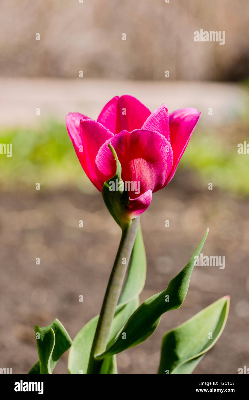 Los tulipanes son primavera-blooming perennes que crecen a partir de bulbos Foto de stock