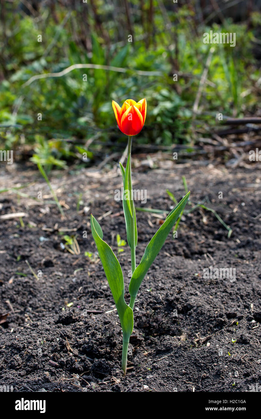 Tulip rojo primavera la floración planta perenne que crece en el suelo Foto de stock