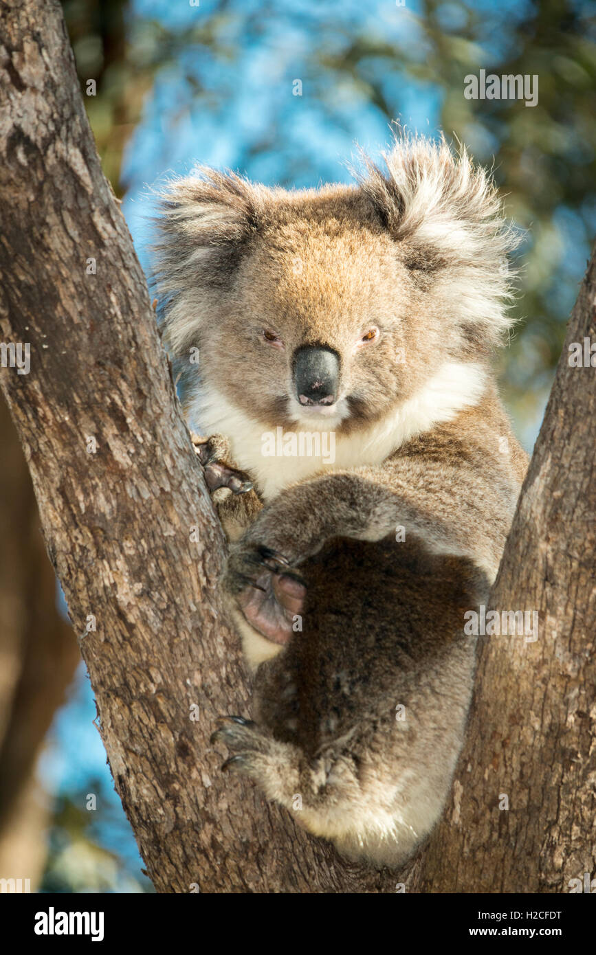 Una mujer salvaje koala en un árbol en las colinas de Adelaida Australia Foto de stock