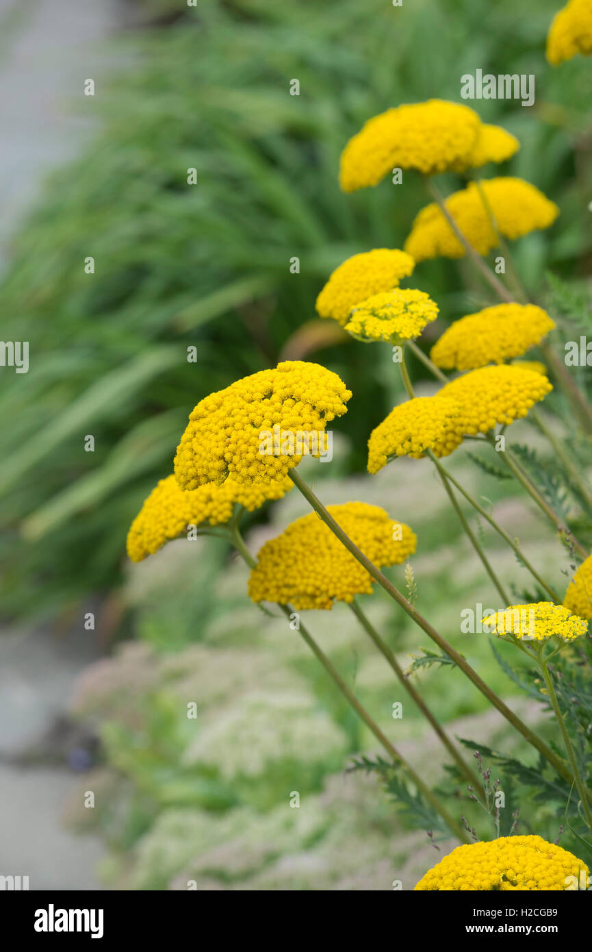 Parkers Achillea filipendulina 'variedad'. Yarrow flores en un jardín de frontera. Foto de stock