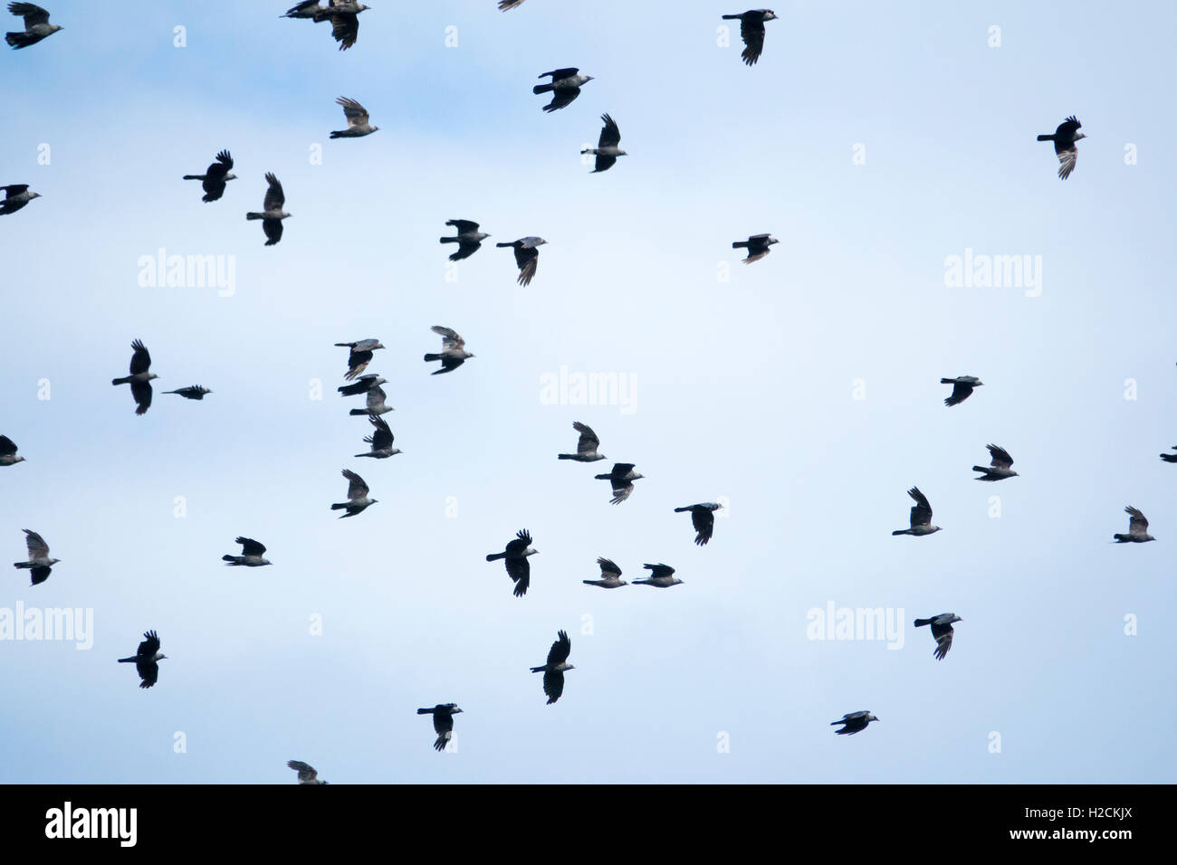 Bandada de pájaros volando en el cielo Foto de stock