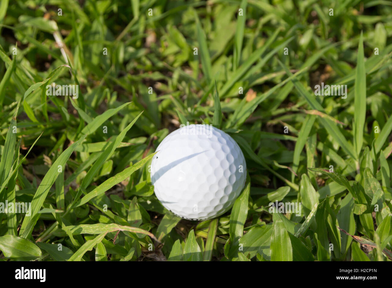 Pelota de golf en el pasto verde Foto de stock