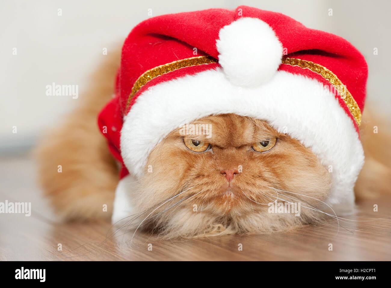 Gato en sombrero de navidad fotografías e imágenes de alta resolución -  Alamy